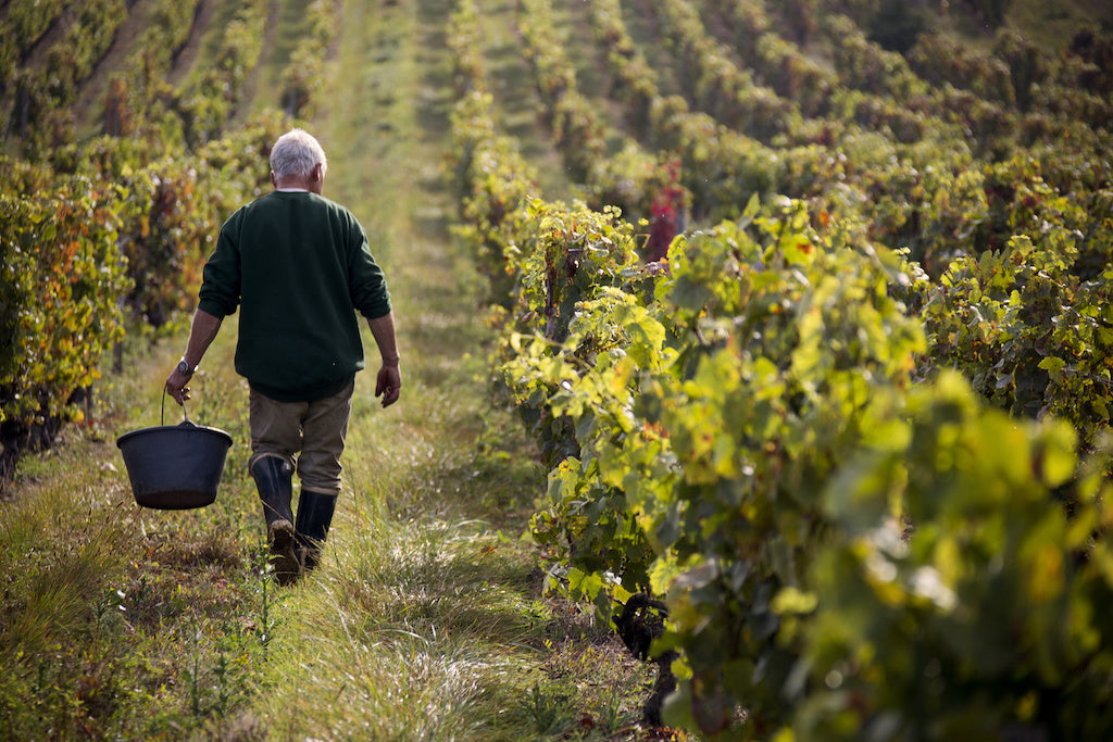 Beaujolais