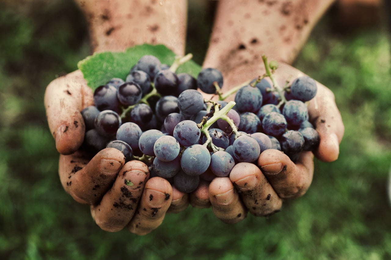 Natural Wine Club (3 Bottles)